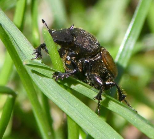 Onthophagus coenobita